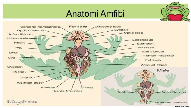 anatomi fisiologi gigi pdf